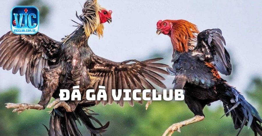 Đá gà Vicclub có những loại nào?