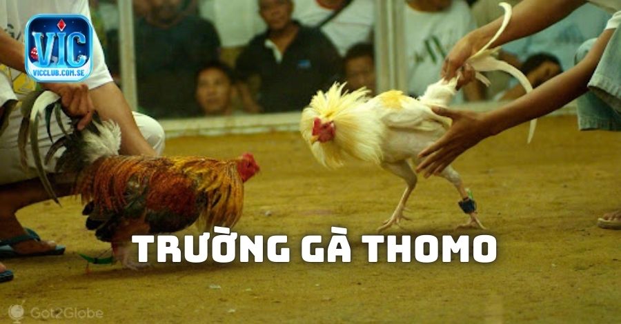 Khái quát về xem đá gà Thomo tại Vicclub