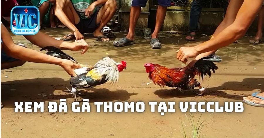 Ưu điểm xem đá gà Thomo tại Vicclub